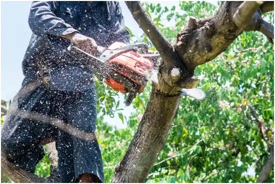 tree services Mustang